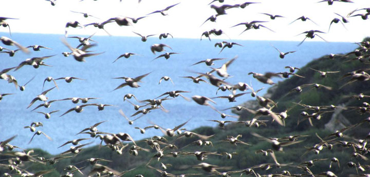 pescaturismemenorca.com excursions en vaixell Albufera des Grau Menorca