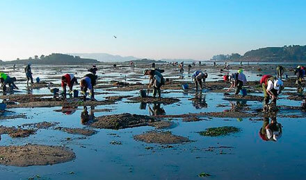 Excursiones con mariscadoras de Cambados (Galicia)